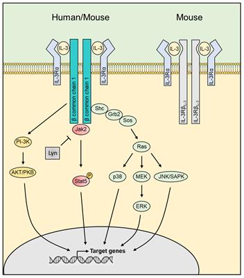 IL-3: key orchestrator of inflammation